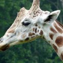 Giraffe Closeup